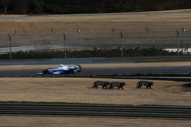 Max Chilton streaks by the tiger statues during the open test at Barber Motorsports Park -- Photo by: Chris Jones