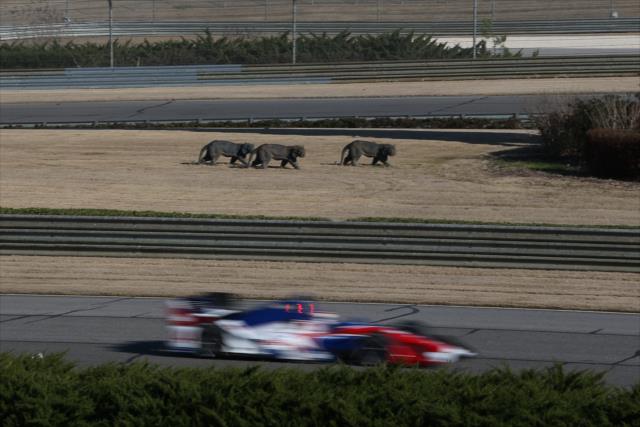Carlos Munoz streaks toward Turn 5 during the open test at Barber Motorsports Park -- Photo by: Chris Jones