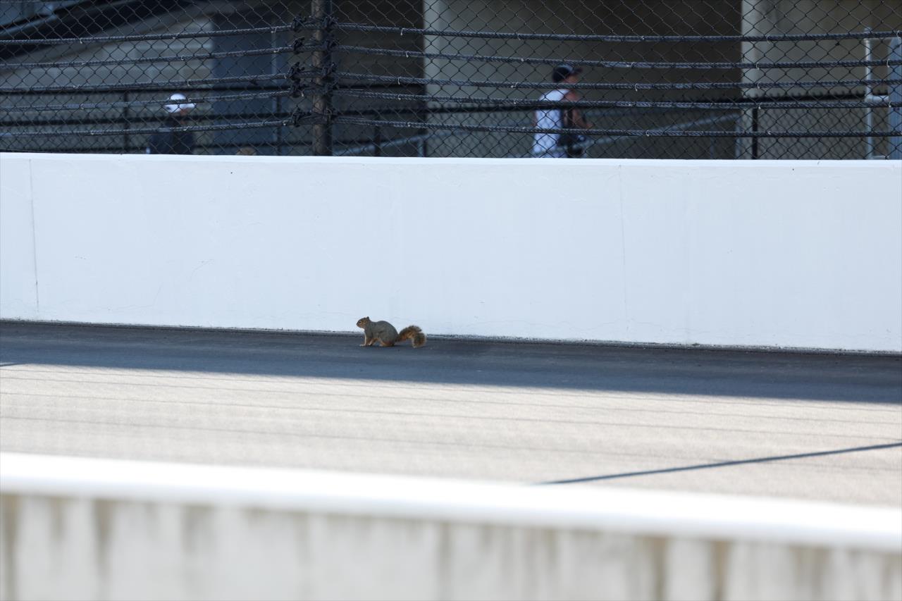 Squirrel - Indianapolis 500 Practice - By: Joe Skibinski -- Photo by: Joe Skibinski