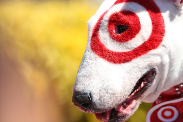 Bullseye the Target dog -- Photo by: Shawn Gritzmacher