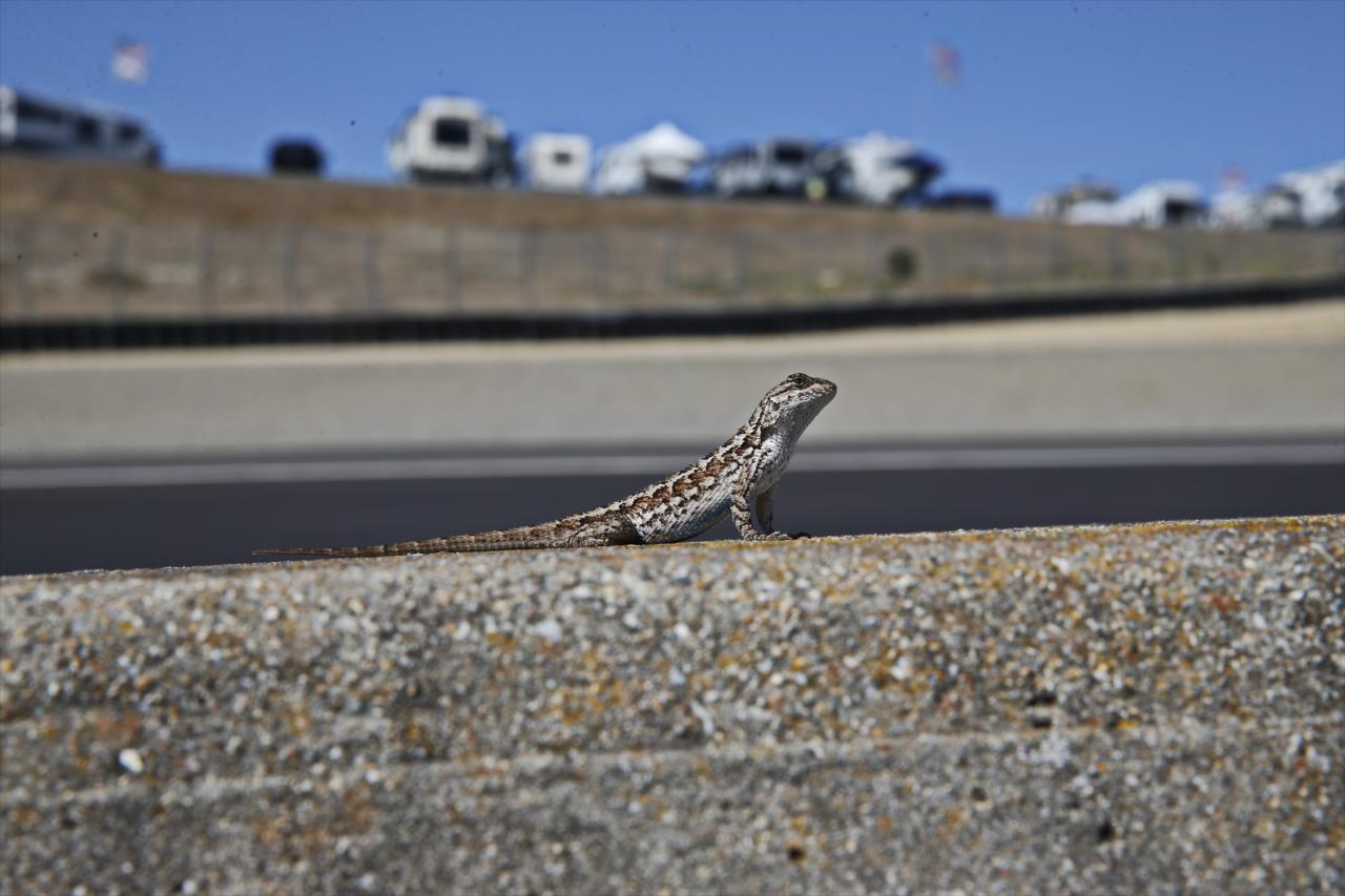 Wildlife watching the racing action - Firestone Grand Prix of Monterey Test - By: Chris Jones -- Photo by: Chris Jones